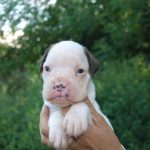 Boxer puppies for sale Visalia, California