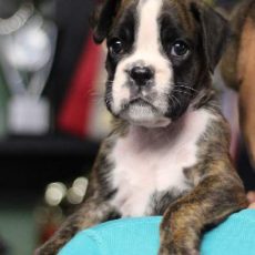 Boxer puppies for sale Waterloo, Iowa