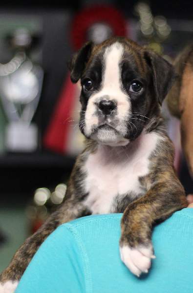 Boxer puppies for sale Waterloo IA