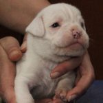 Boxer puppies for sale Wausau, Wisconsin