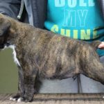 Boxer puppies for sale Western Maryland, Maryland