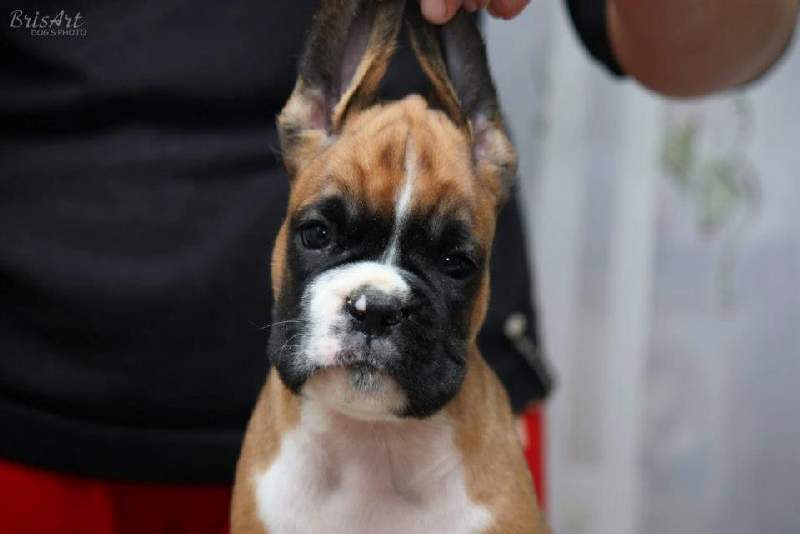 Boxer puppies for sale Wheeling West Virgina