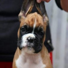 Boxer puppies for sale Wichita Falls, Texas