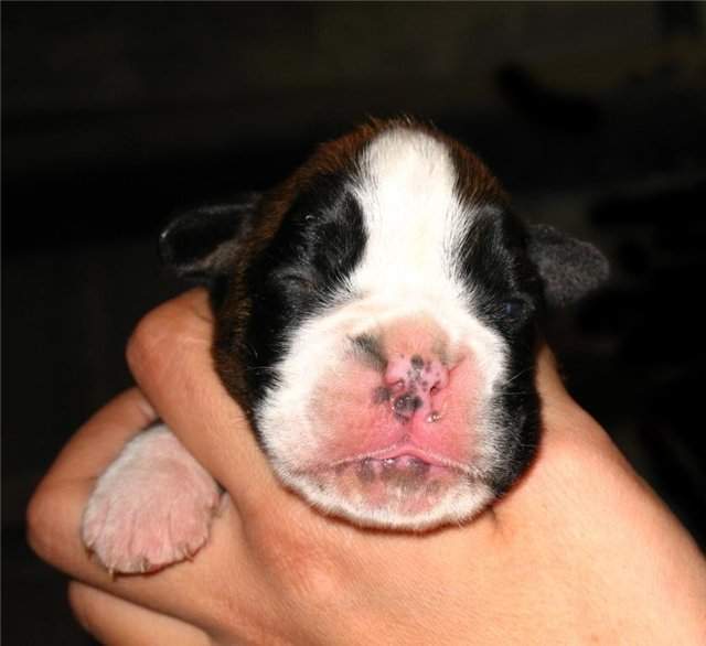 Boxer puppies for sale Wichita Falls Texas