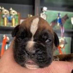 Boxer puppies for sale Williamsport, Pennsylvania