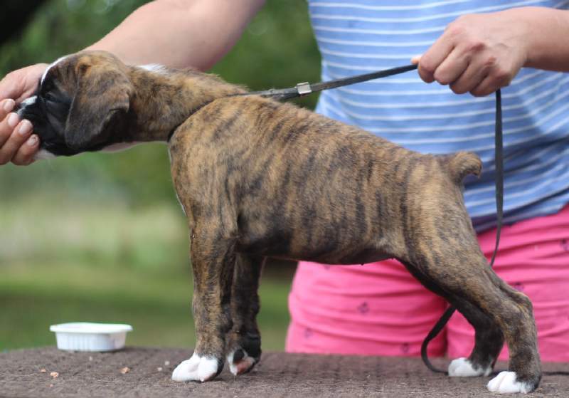 Boxer puppies for sale Wilmington Delaware