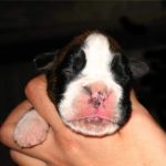 Boxer puppies for sale Wilmington, Delaware