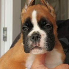 Boxer puppies for sale Wilmington, North Carolina