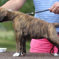 Boxer puppies for sale Winston-Salem, North Carolina