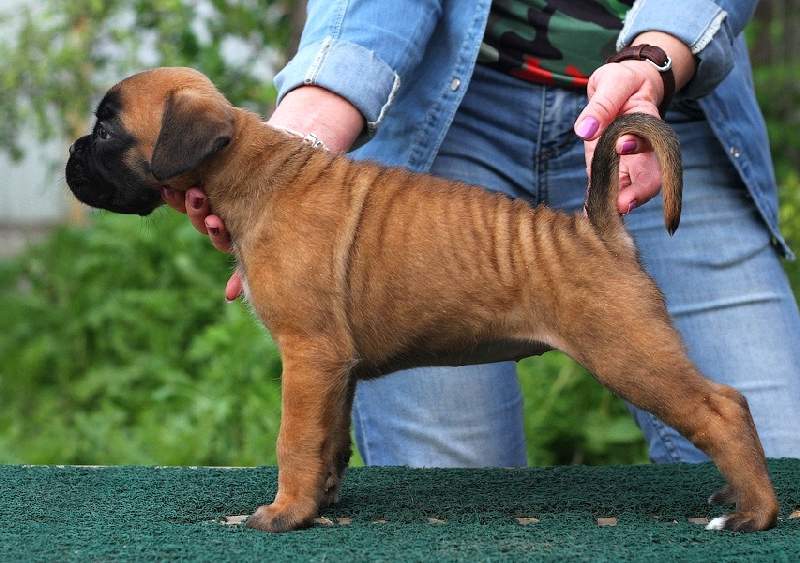 Boxer puppies for sale Woodbury MN