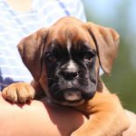 Boxer puppies for sale Woonsocket, Rhode Island