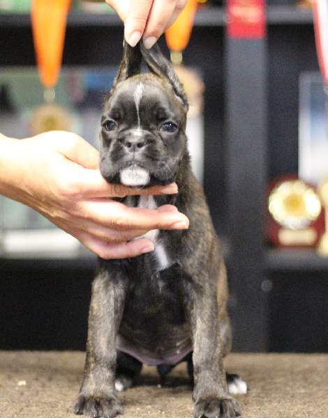 Boxer puppies for sale Woonsocket Rhode Island