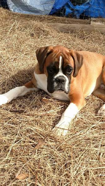 Boxer puppies for sale Worcester Massachusetts