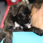 Boxer puppies for sale Worcester, Massachusetts