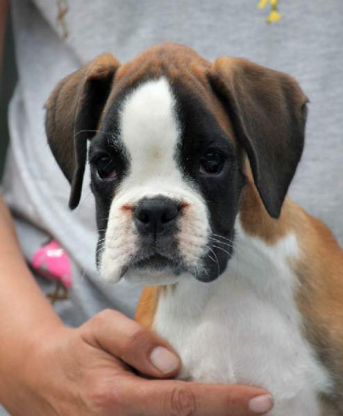 Boxer puppies for sale Yakima Washington