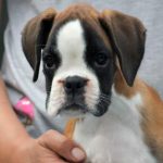 Boxer puppies for sale Youngstown, Ohio