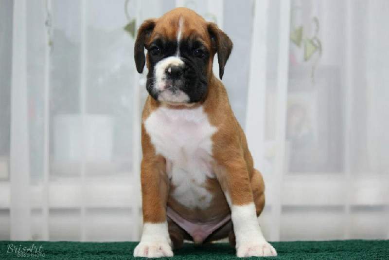 boxer puppies Anderson Indiana