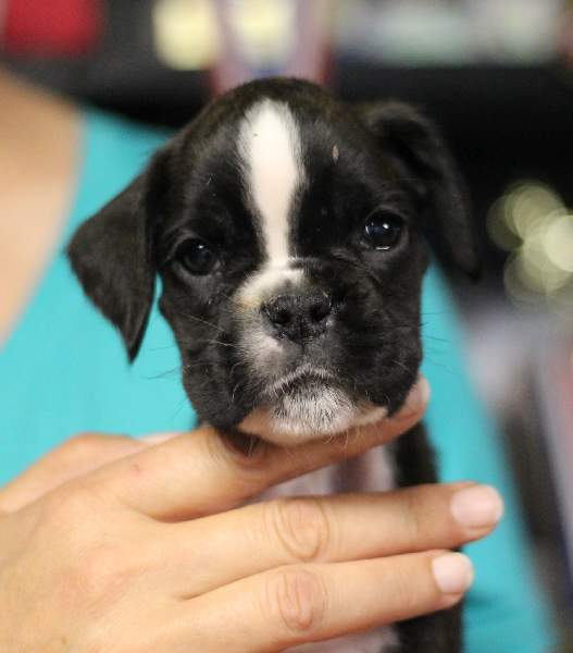 boxer puppies Bowling Green Kentucky