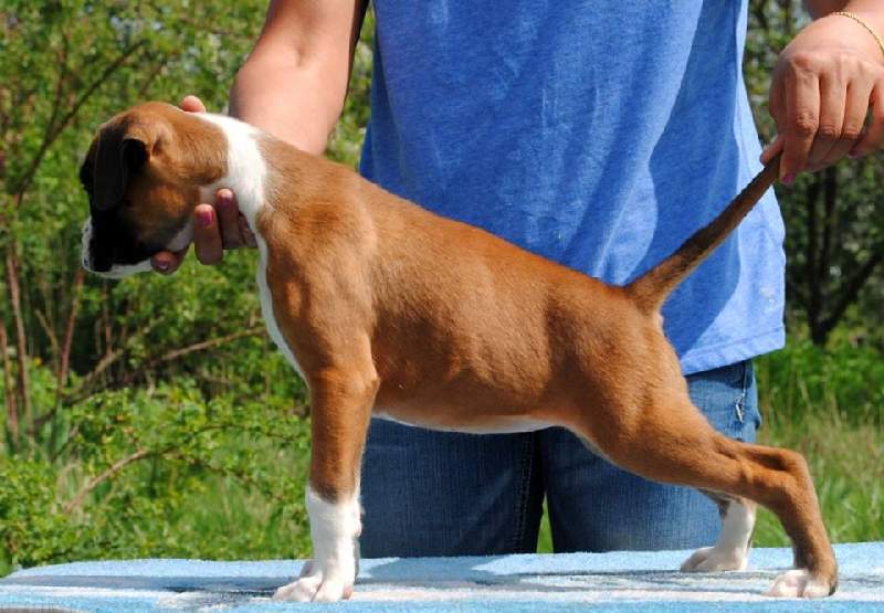 boxer puppies Findlay Ohio