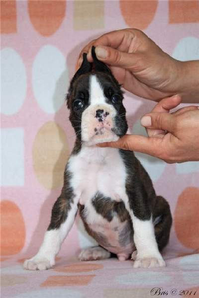boxer puppies Jackson Tennessee