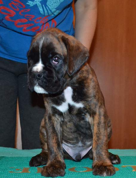 boxer puppies Jersey City New Jersey