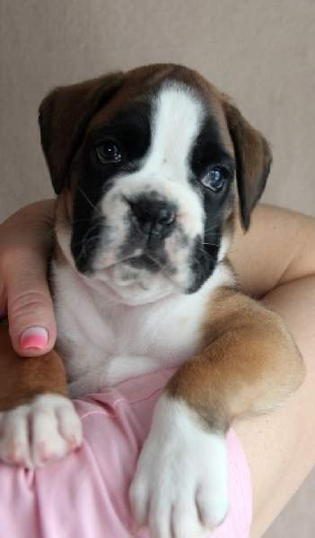 boxer puppies Palm Springs California