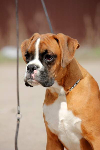 boxer puppies Paterson New Jersey
