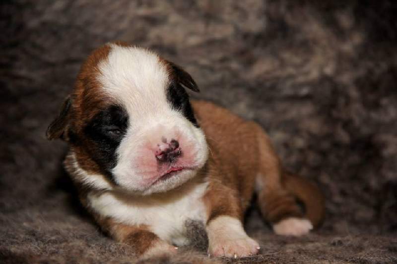 boxer puppies Princeton Minnesota