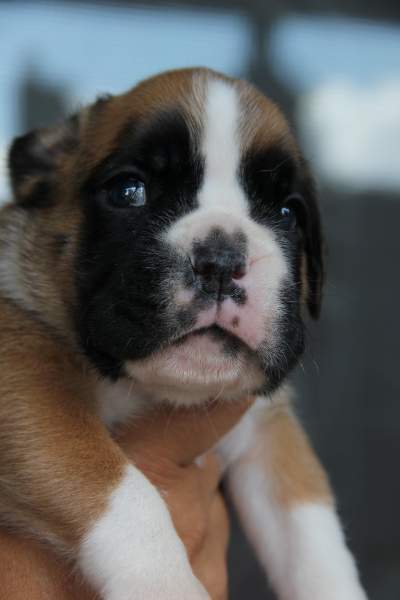 boxer puppies Roswell New Mexico