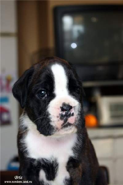 boxer puppies Youngstown Ohio