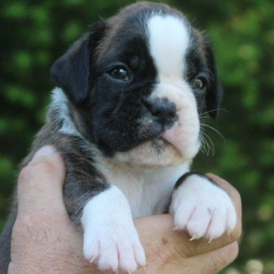 Brindle female 2022-05-08