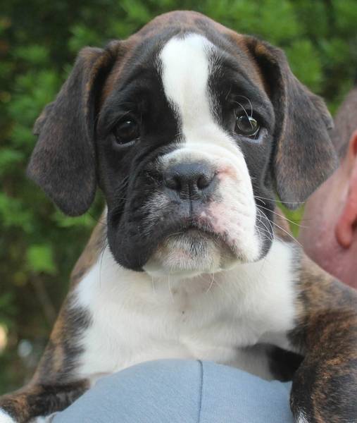 brindle female