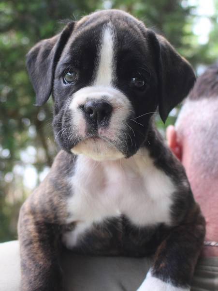 brindle male