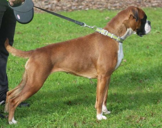 Chunga Change NorDom