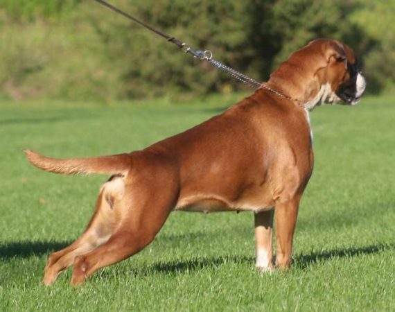 Chunga Change NorDom