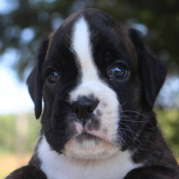 Brindle male 2 litterI Boxer Puppies NorDom Kennel