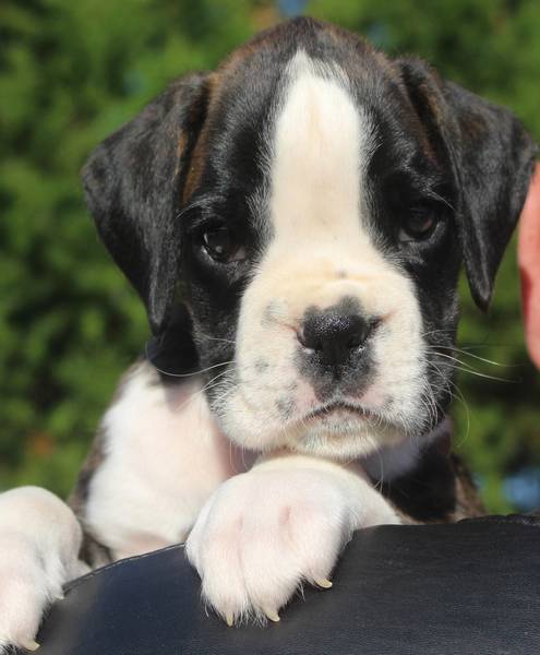 Brindle male