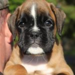 Boxer Puppies for sale | Nordom German Boxers Kennel | Breeding Boxers