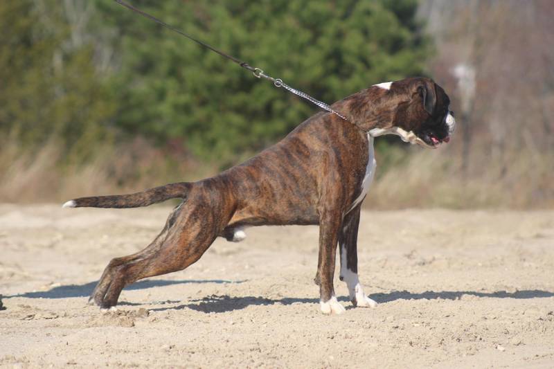 Boxer puppies Baltimore Maryland | How to groom a Boxer