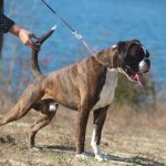 Boxer puppy for sale Jersey City NJ | How to groom a Boxer