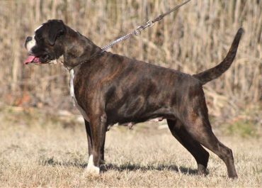 Boxer dogs for sale in Wilmington DE | Do Boxers shed?