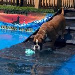 Boxer Chunga Change NorDom makes first swim for toy