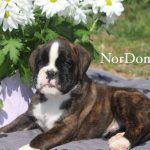 Boxer dog puppies Columbia Maryland | How to groom a Boxer puppy?
