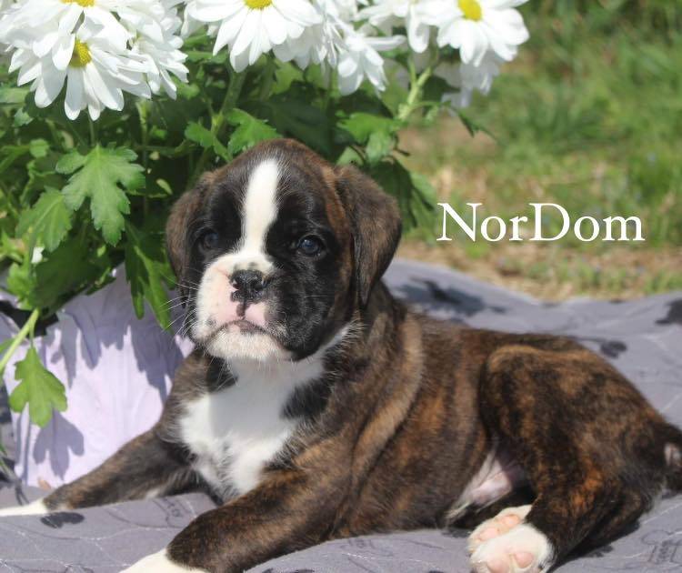 Boxer dog puppies Columbia Maryland | How to groom a Boxer puppy?