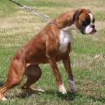 Boxer dogs Germantown Maryland | Boxer dog temperament