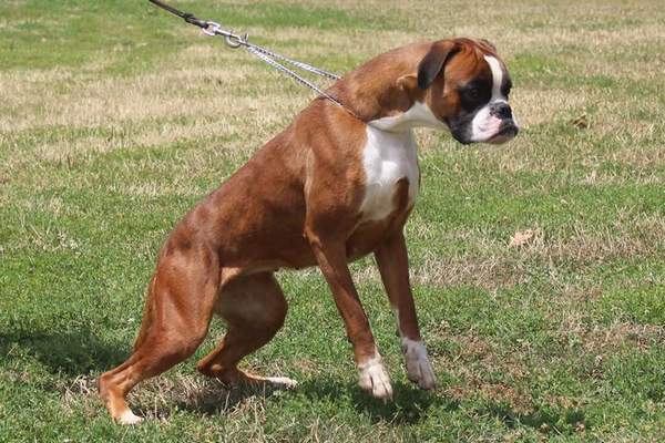 Boxer dogs Germantown Maryland | Boxer dog temperament