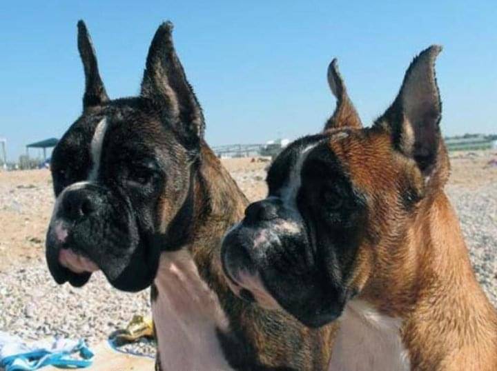 Boxer dogs Pittsburgh Pennsylvania | Boxer dog lifespan