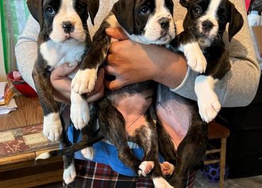 Cute Boxer puppies Allentown Pennsylvania | What to feed a Boxer puppy?