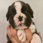 Newborn Boxer puppies’ first steps in enclosure