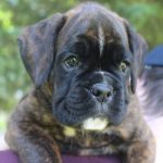 Playful brindle Boxer puppy playing on the carpet
